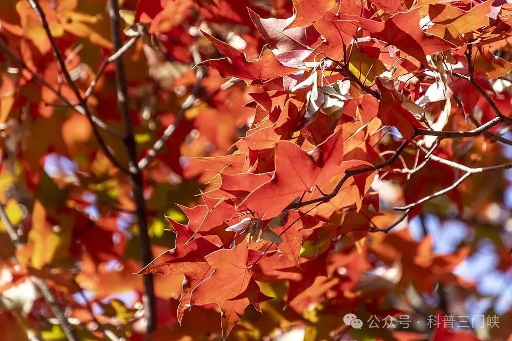 截图-2025年11月25日 10时48分59秒.png