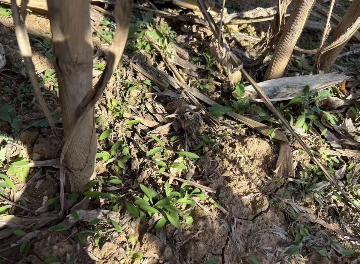 截图-2025年12月2日 15时15分24秒.png