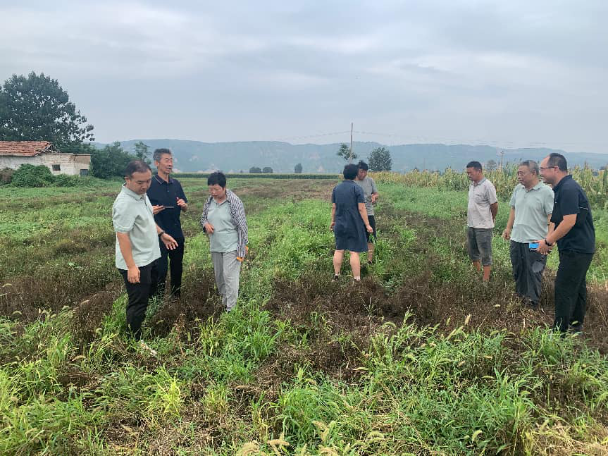 专家服务团在柴胡种地和种植大户交流.png